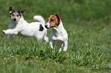 JACK RUSSEL 126